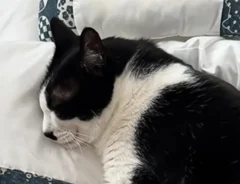 猫の写真