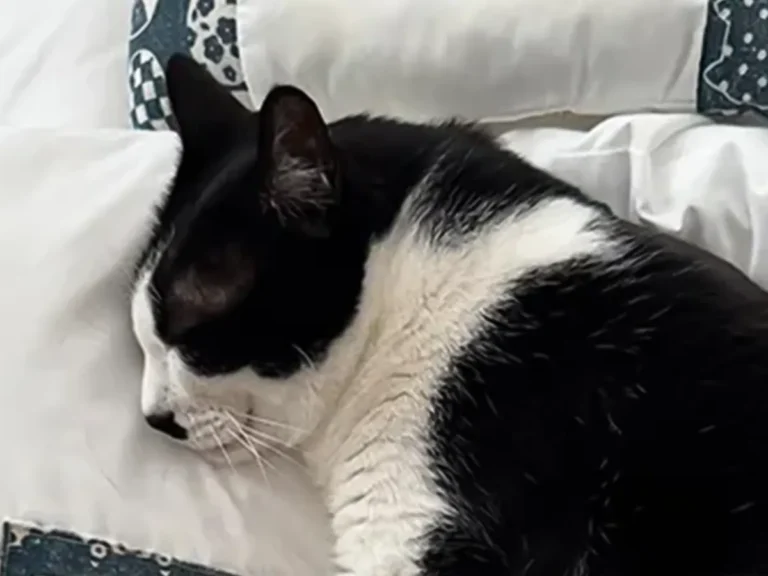猫の写真