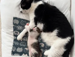 猫の写真