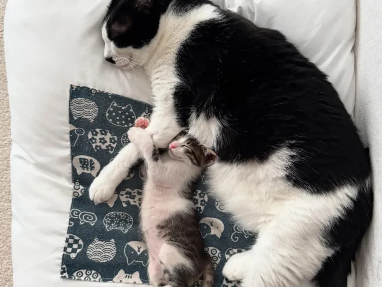 猫の写真
