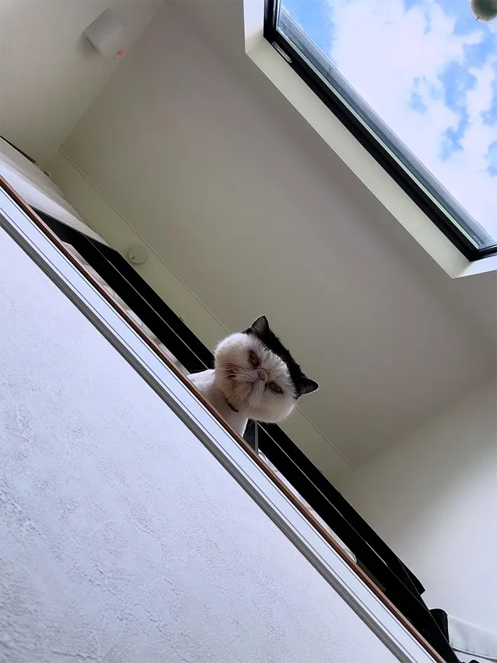 猫の写真