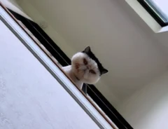 猫の写真
