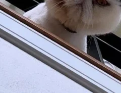 猫の写真