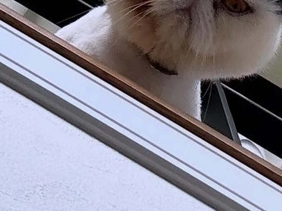猫の写真