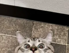 ドラマに登場する犯人のような表情を浮かべる猫の写真