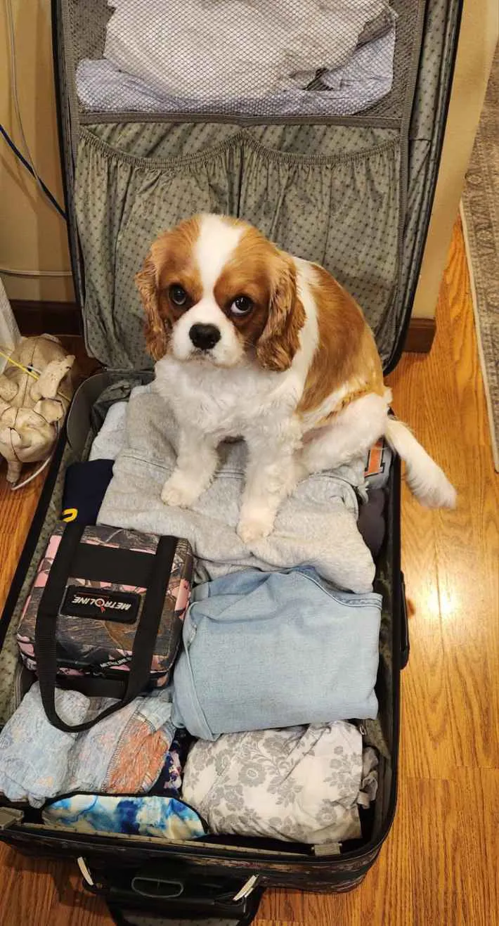 犬の写真
