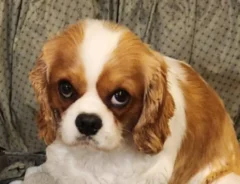 犬の写真