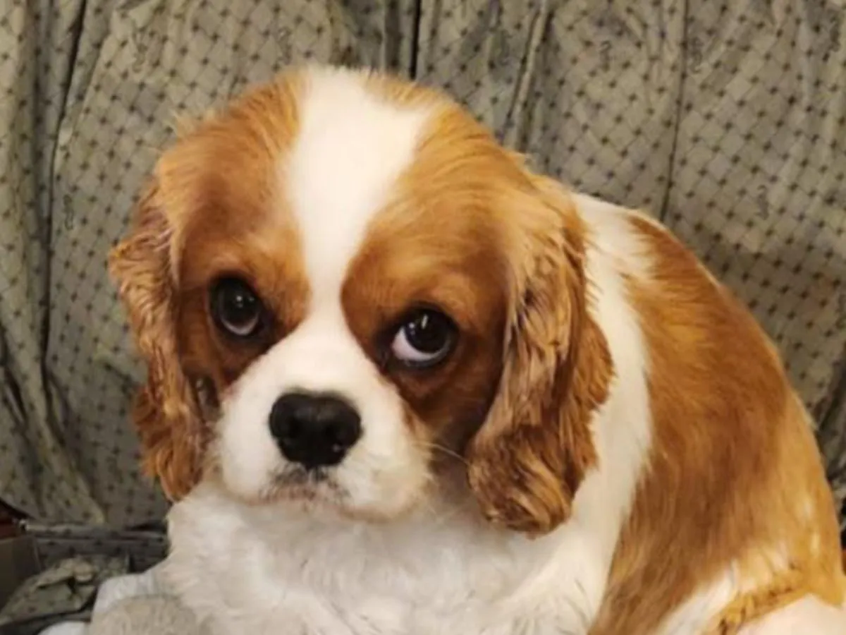 犬の写真
