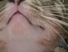 猫の写真