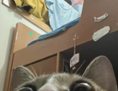 猫の写真
