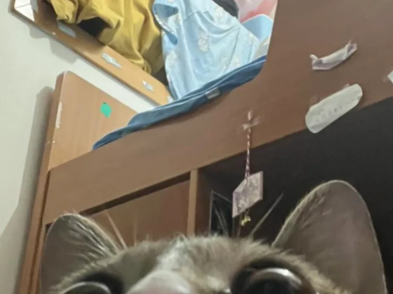 猫の写真