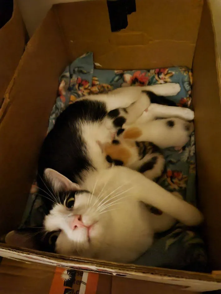 猫の写真