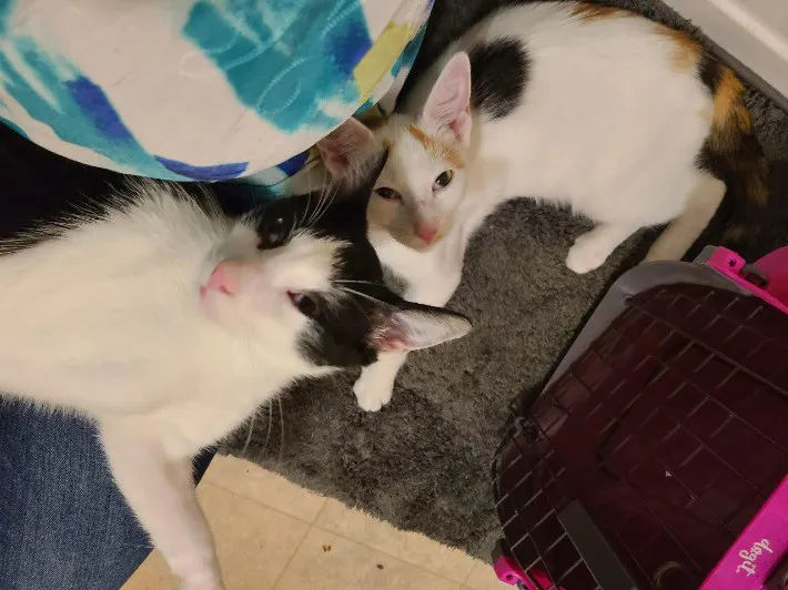 猫の写真