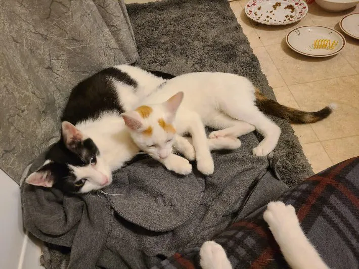 猫の写真