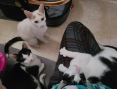 猫の写真