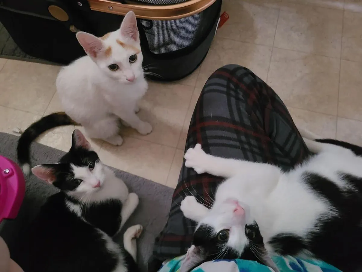 猫の写真