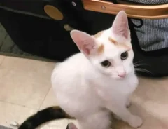 猫の写真