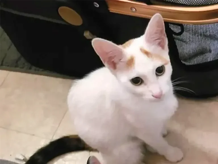猫の写真