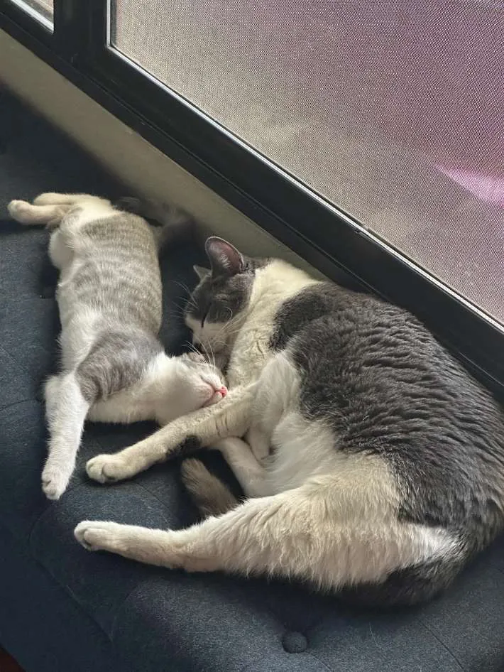 猫の写真