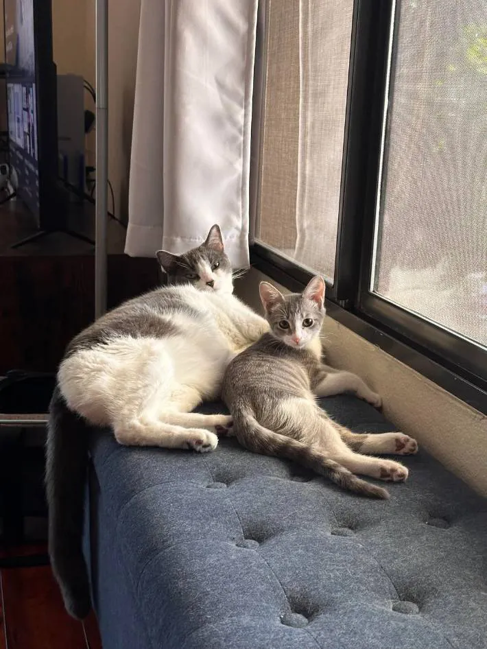 猫の写真