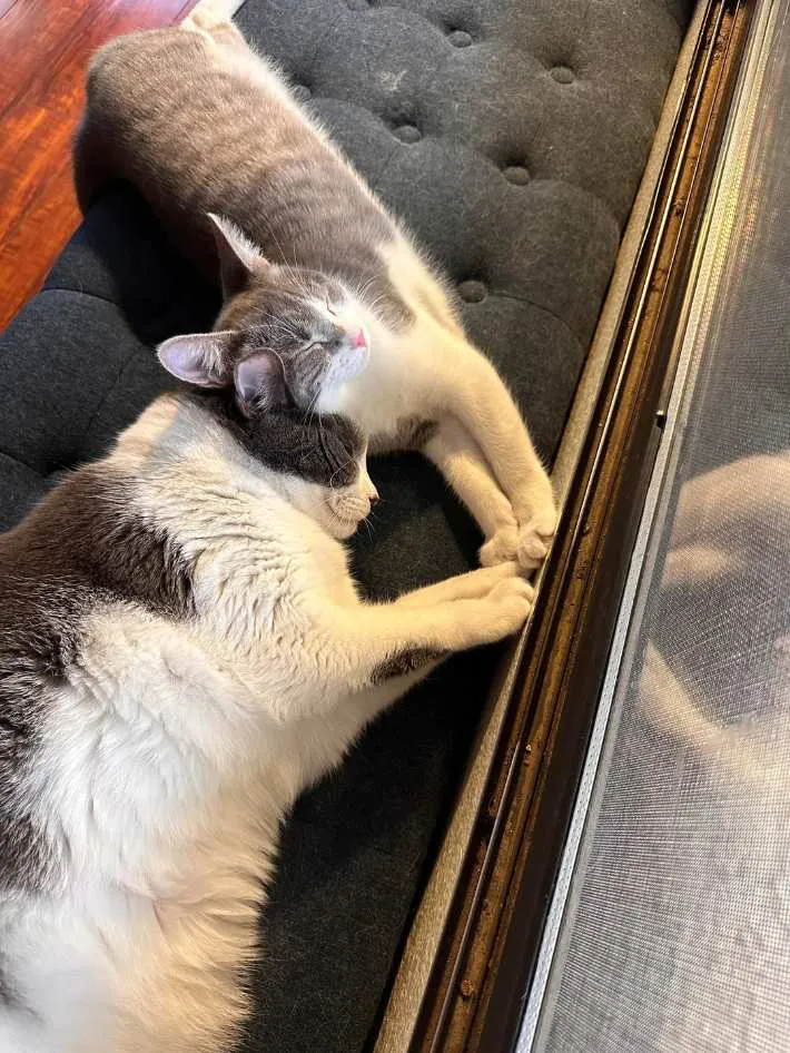 猫の写真