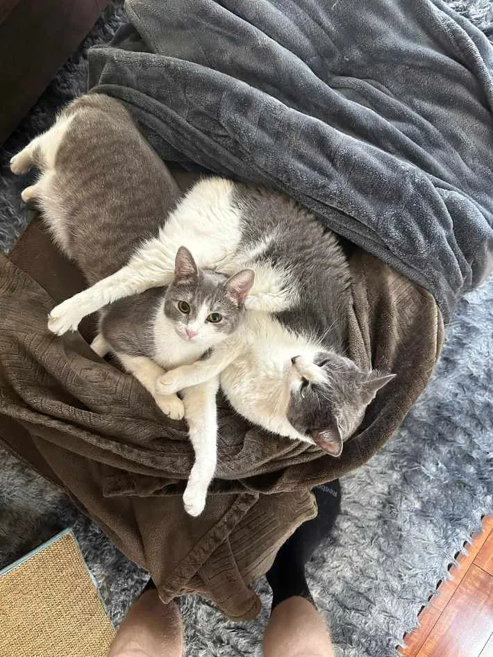 猫の写真