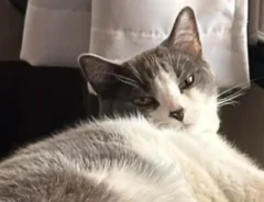 猫の写真