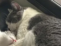 猫の写真