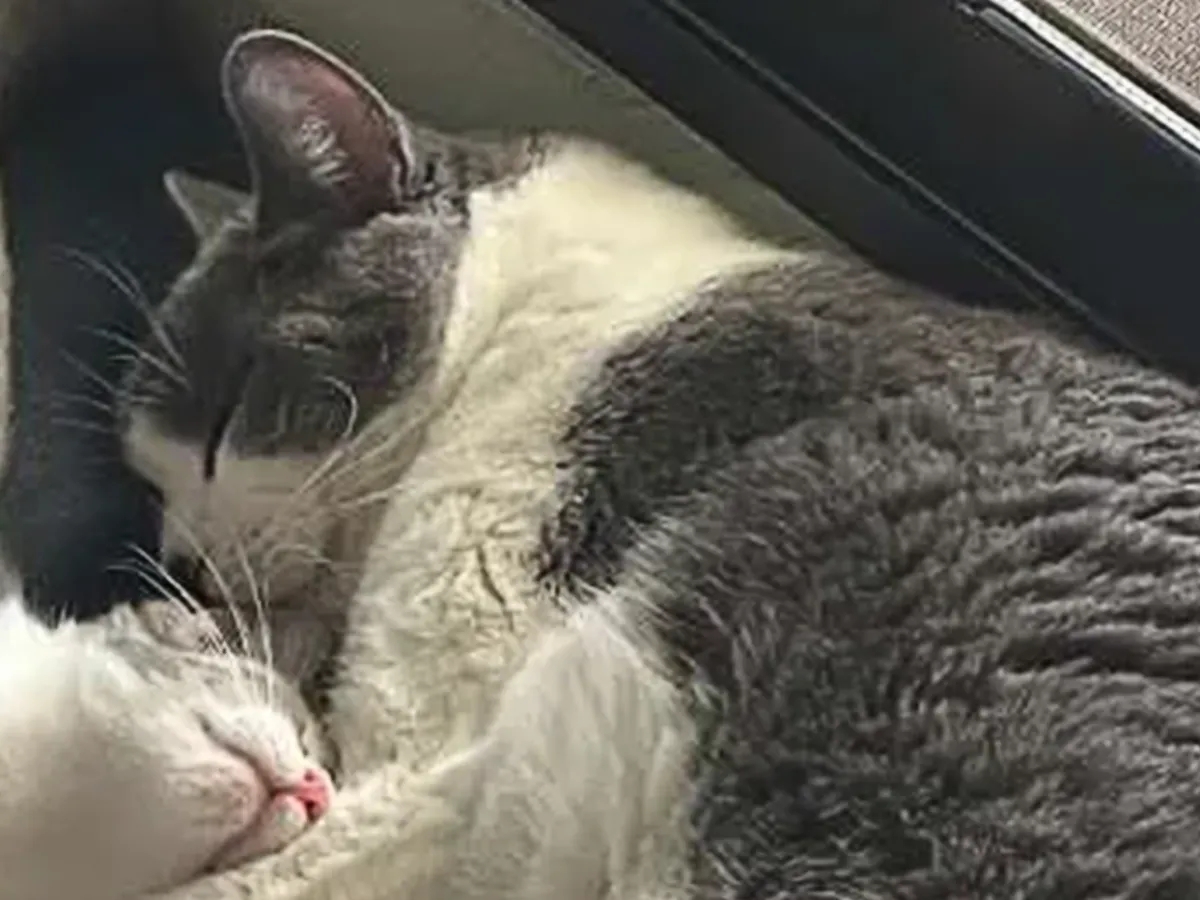 猫の写真