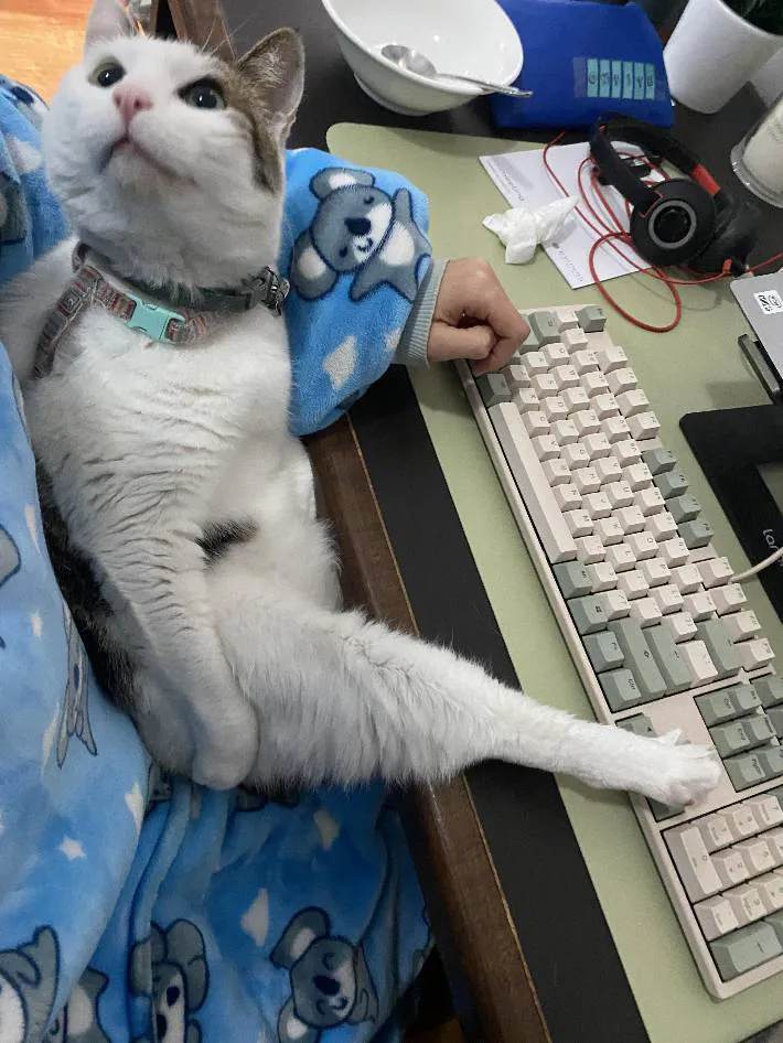 猫の写真