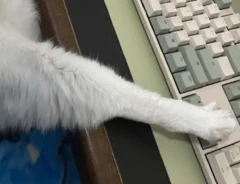 猫の写真