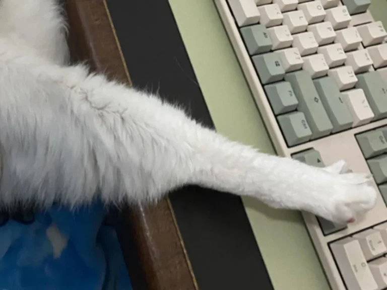 猫の写真