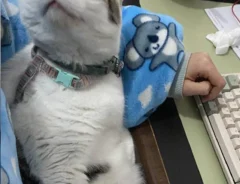 猫の写真