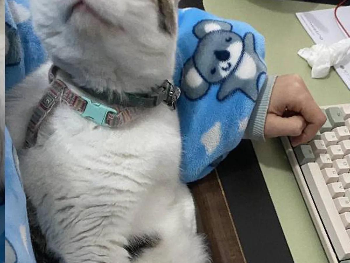 猫の写真