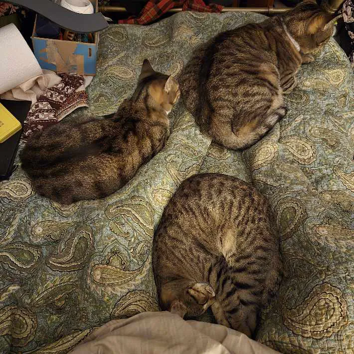 猫の写真