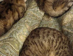 猫の写真