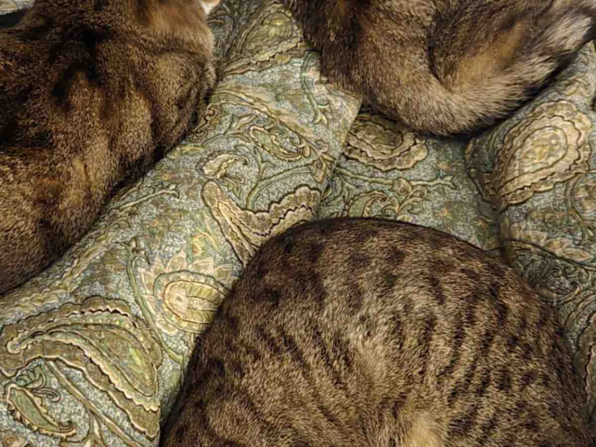 猫の写真