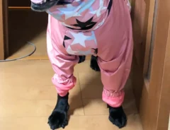 ラブラドールレトリバーの写真（撮影：grape編集部）