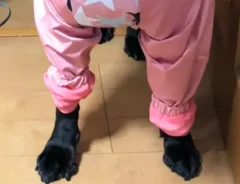 ラブラドールレトリバーの写真（撮影：grape編集部）