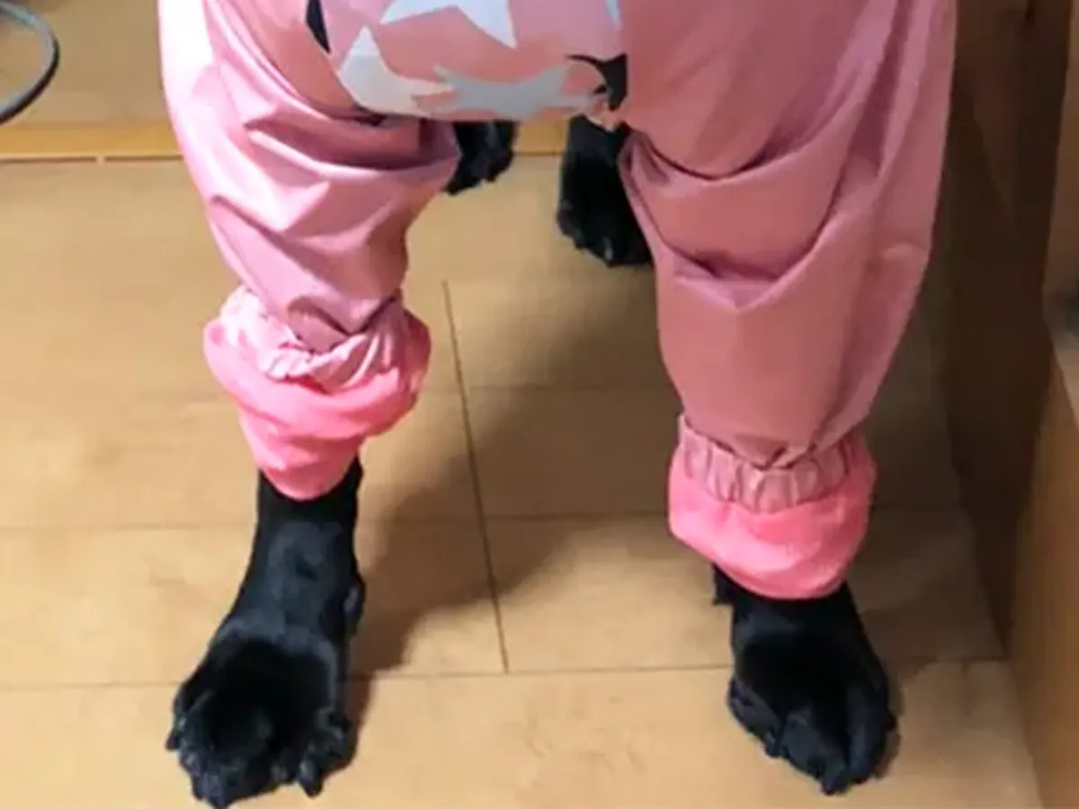 ラブラドールレトリバーの写真（撮影：grape編集部）