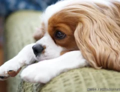 疲れた犬の写真