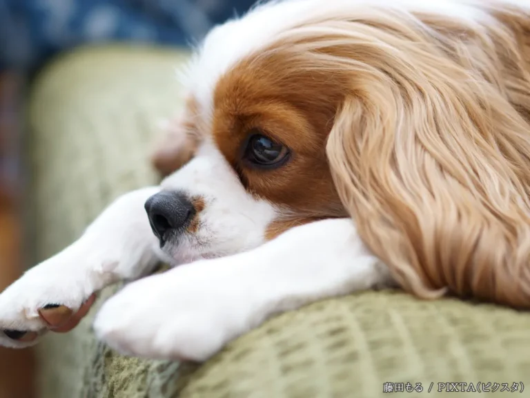 疲れた犬の写真