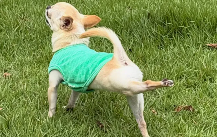 チワワの写真