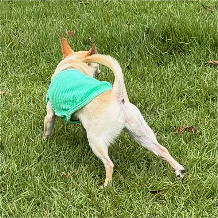 チワワの写真