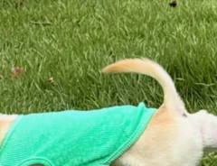 チワワの写真