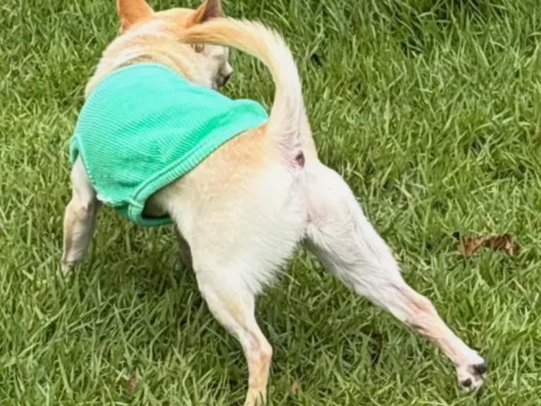チワワの写真