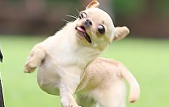 ジャンプしているチワワの写真