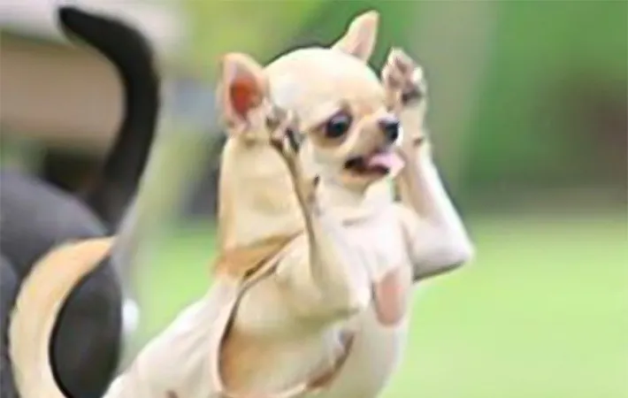 舌を出すチワワの写真