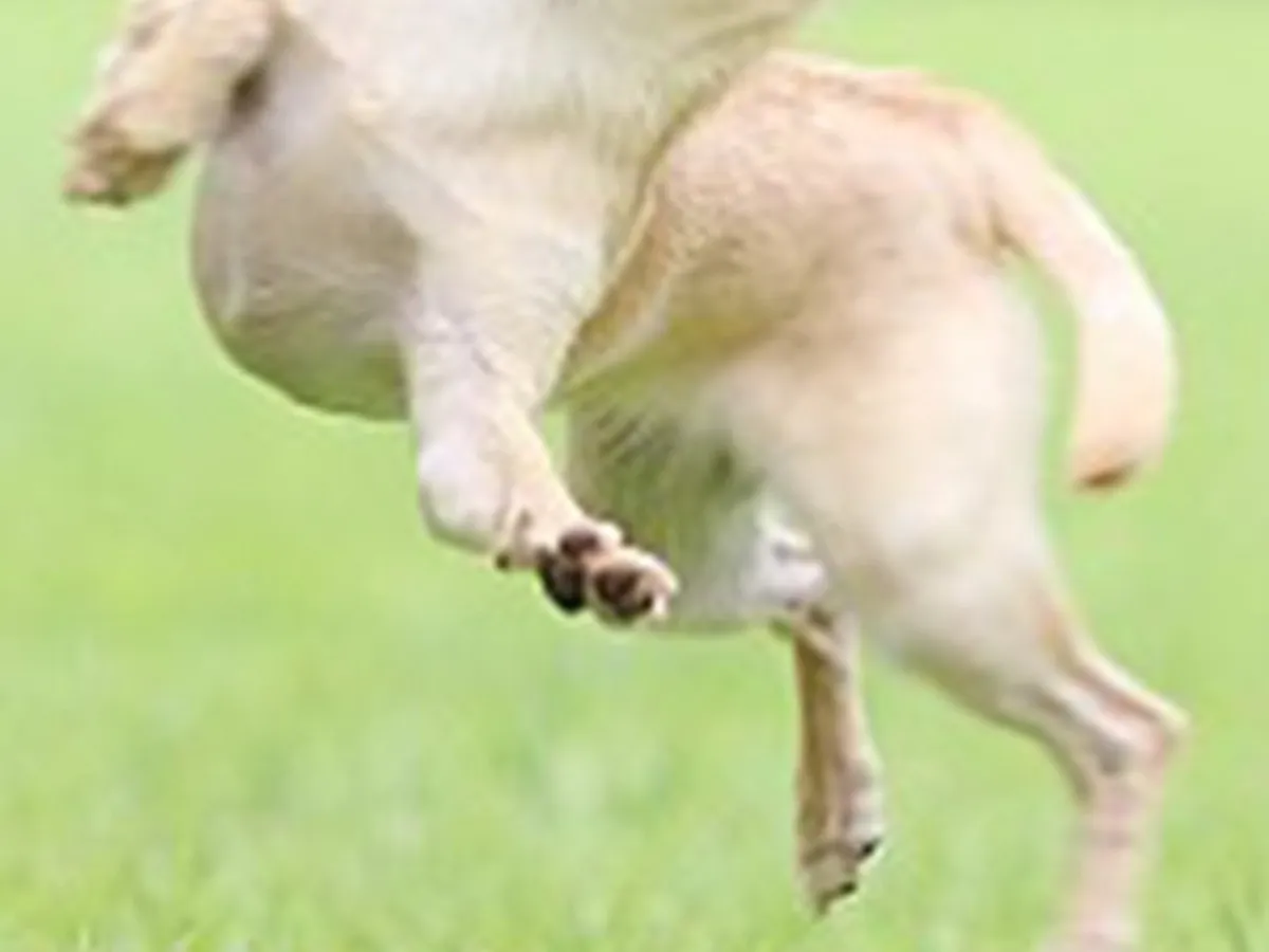 ジャンプしているチワワの写真