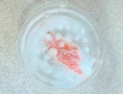 鮭（撮影：grape編集部）